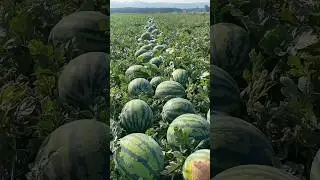 World's Most Expensive Watermelon - Japanese Black Watermelon Cultivation Black Watermelon Farm 2023
