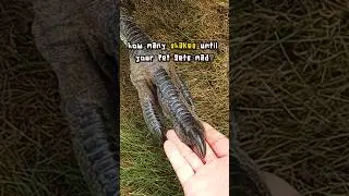 How many taps until an Emu gets mad?