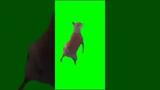 Dog dance green screen meme 🟢!! #dog #dance #memes #shorts #viral #foryou #comedy