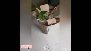 Unboxing ✨ Amazon Avocado 🥑 Butter Fruit-Plant ||Tiny Video No-15