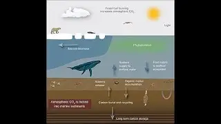 Marine Life And Deposits
