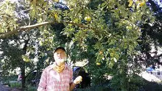 Get to Know - Shipova, A European Pear Tree!