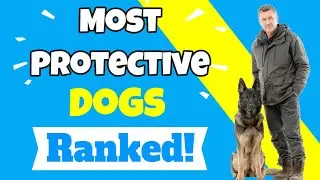 10 Best Personal Protection Dogs Ranked from Strong to Supreme