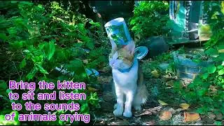 Bring the kitten to sit and listen to the sounds of animals crying#kitten #cats #dog #sleep