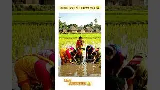bangladeshi cute girls rice harvesting 😂😁👧 #ruralbangladesh #nature #ricefield #girls