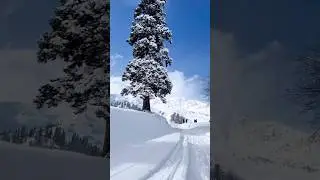 Best time to visit Kashmir to enjoy Snowfall? #snowfall #kashmir #shortsfeed