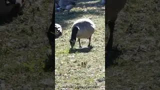 Canada goose foraging during strong wind #shorts #birds #nature