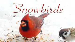 Snowbirds - 2 HOURS OF BEAUTIFUL BIRDS IN THE SNOW! - RELAX-TV 4K