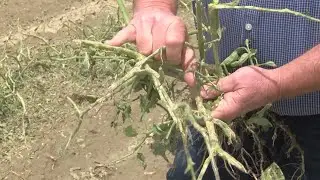Storms cause massive crop damage