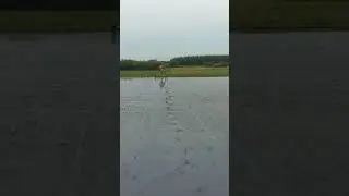 Drum seed method for paddy