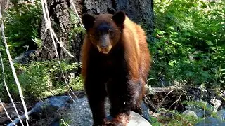 8/10/25 - Sequoia National Park Tokopah Falls and Bear Hill Trail Bears 