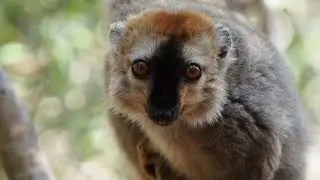 Red-fronted lemur up close