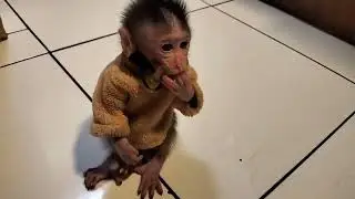 Anak Monyet lucu jinak.