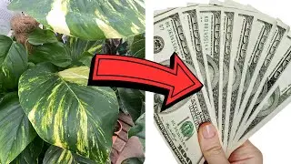 How to Make Money From Houseplants (Without Selling Them)