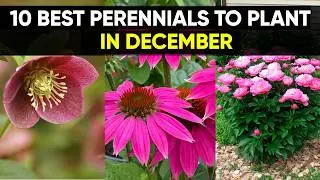 Grow Smarter: 10 Perennials to Plant Before Winter Ends!