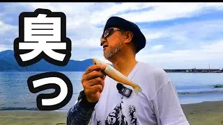 【キス釣り】巨ギスを連で釣ったにもかかわらず　ブルーになってしまう瞬間を捉えた映像。