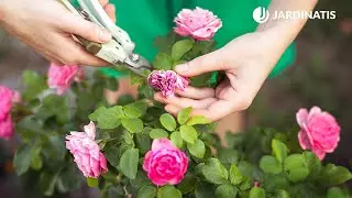 &iquest;Por qu&eacute; mi rosal da flores cada vez m&aacute;s peque&ntilde;as? - Briconsulta - @Jardinatis