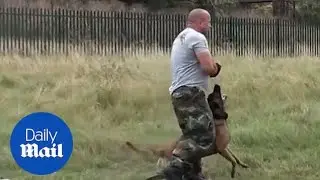 Incredible dog performs perfect tactical manoeuvres - Daily Mail