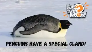 Did You Know Penguins Have a Special Gland That Removes Salt From Their Bodies?