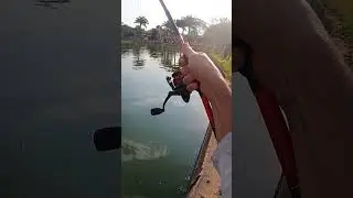 MEU DEUS, QUE PEIXE &Eacute; ESSE? TOMADA DE LINHA INSANA!  #pesca #fishing #pescaria #peixesamazonicos
