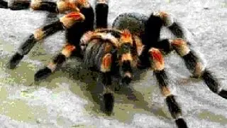 The Tarantula Song #EugeneYackle #KYRSP33DY