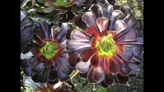 SUCULENTA AEONIUM ARBOREUM DICAS DE  CULTIVO #suculentas #aeonium #plantasdecasa