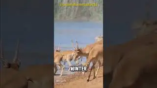 Saiga The Ancient Antelope on the Brink of Extinction!