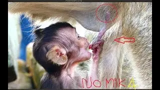 Ah! What Lori doing on mommy? It looks so pity for a little Lori, Lori cries cos hungry milk so much