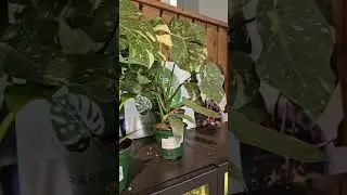 Tour SummerWinds Nursery indoor plants -February