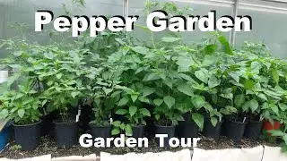 Pepper Garden Tour 2023 | Over 300 Plants and Almost 150 Varieties!