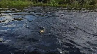 Czech nymphing for trout and grayling