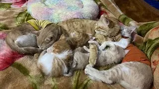 Animal's lover  is live