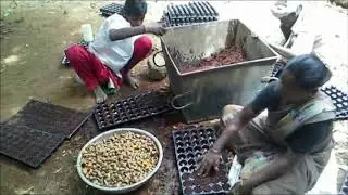 Protray nursery technique in Turmeric