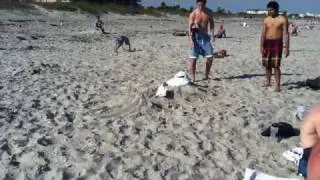 Seagull Surprise