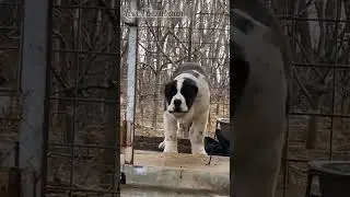 Alabai dog||Alabai dog attitude||#shorts #Love4Bezubaan #alabaidogattitude #asianshepherd #hugedog