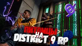 ПИТОМЦЫ НА GTA 5 DISTRICT 9 RP! СКОЛЬКО СТОИТ И КАК КОНТАКТИРОВАТЬ?