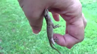 When Lizards attack.....