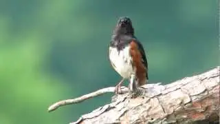 Eastern Towhee singing
