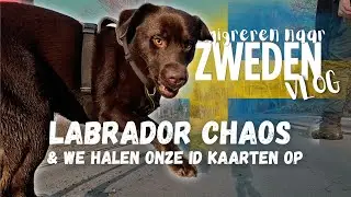 Labrador CHAOS & Super leuk EMIGRATIE nieuws! #7