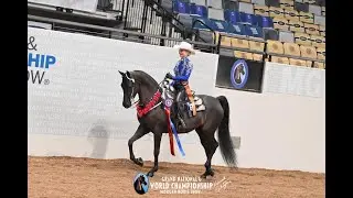 Ledyard Walk the Line: 2022 Black Morgan Mare