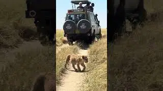 another incredible encounter with lions and their playful cubs! 🦁🐾