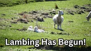 🌱🐑 The Start of Lambing Season | Cute Lambs & Spring Vibes