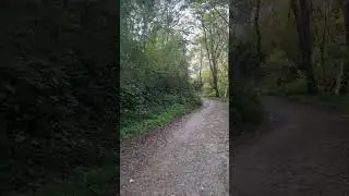 #forest #foret #bois #paysage #marche #walk #nature