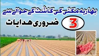 Important Tips for Spring Maize 2025 || Pak Agriculture
