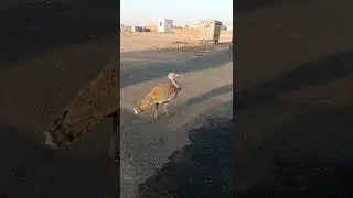Most Famous Bird In UAE houbara bustard