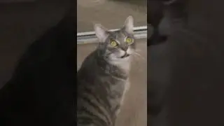 Cat Mouth Clicking