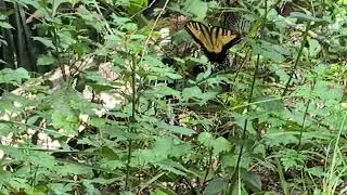 Eastern Tiger Swallowtail Butterfly Hangs Oddly on Plant, then Flies at Flagler Trail South! Oviedo