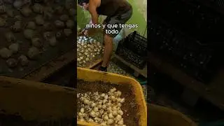 Producir tu comida no es tan f&aacute;cil
