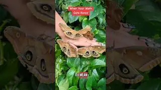 My #moth army!!! #polyphemus #raisingmoths