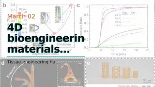 4D bioengineering materials bend, curve like natural tissue
